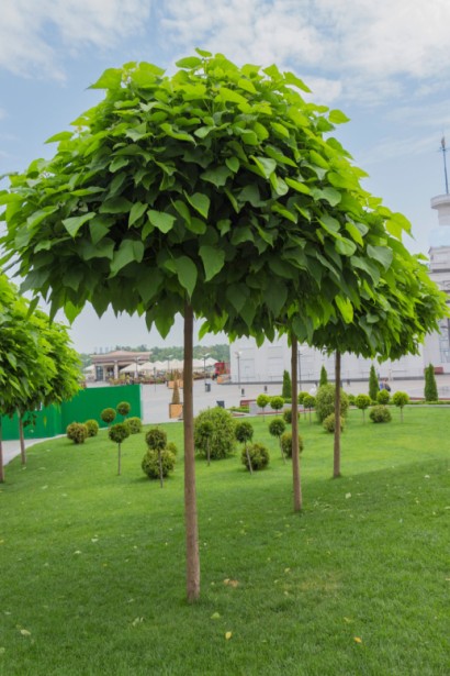 Катальпа південна Нана
